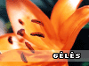 Atvirukai su g�l�mis